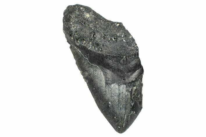 Partial, Fossil Megalodon Tooth - North Carolina #371546